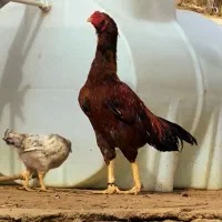خروس لاری اصل