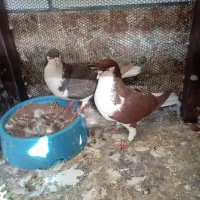 کبوتر خوشرنگ