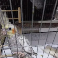 عروس هلندی رام رام