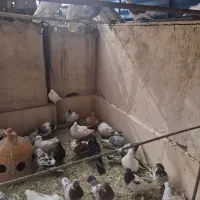 تعداد40طوق کفتر خوب یکجایی