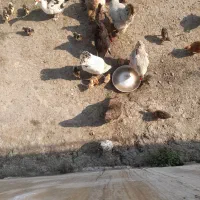 مرغ و اردک محلی