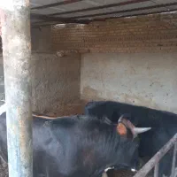 ۱عددگوساله دورگ گیلک چاق