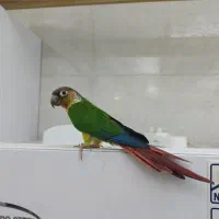 طوطی گرینجیک یلوساید سخنگو رام دستی