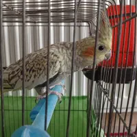 عروس هلندی ماده