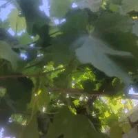 برگ مو