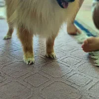 سگ پامر|سگ|مبارکه, |دیوار