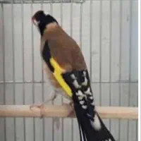 معاوضه سهره سرسیاه درجه ۱باسهره قناری مست دهن سهره