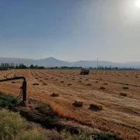 سرکلش گندم درجه یک