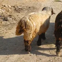 قوچ نامبروان