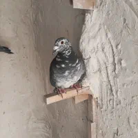 کبوتر پلاکی کشکی سینه سفید .کفتر|پرنده|خرامه, |دیوار