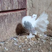 دمچتری و طوقی