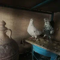 کفتر تهرونی سالم