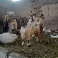 بز سالم وسرحال|حیوانات مزرعه|خرمشهر, |دیوار