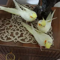 جوجه عروس،لوتینو،دانخور|پرنده|ملایر, |دیوار