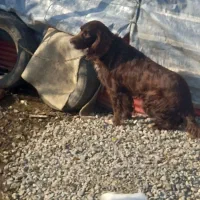 سگ گم شده یا دزدیده شده|حیوانات|اطاقور, |دیوار