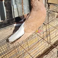 دم سفید|پرنده|کارون, |دیوار