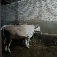 گوساله شاروله