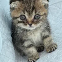 گربه اسکاتیش