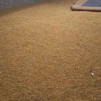 گندم پیشگام