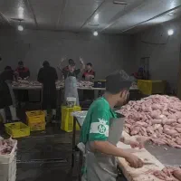 فروش عمده مرغ و قطعات سمین قیمت رقابتی