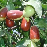 شروع پیشفروش نهال عناب گلابی پیوندی