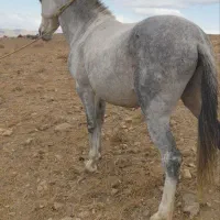 فروش ۲ راس قاطر جوان سن ۵ هستن
