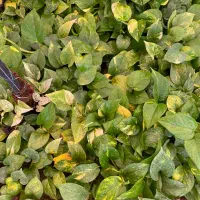 پتوس کاسه ، دیفن ، یوکا ، شامادورا|گل و گیاه طبیعی|قم, شهرک فاطمیه|دیوار