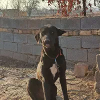 تعدادی سگ دوبرمن نر سرابی ماده وژرمن ماده