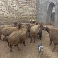 میش بره دار|حیوانات مزرعه|سجاس رود, |دیوار