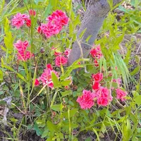 نیاز به کار دارم