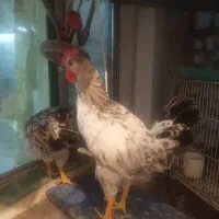 خروس گلین