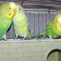 دوجفت مرغ عشق|پرنده|صالح آباد, |دیوار