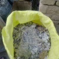 کودکبوتر خشک وتمیز بسیار مرغوب برای باغ وگلخانه
