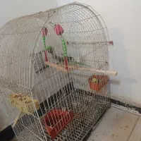 ملنگو نر