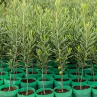 نهال پرکیفیت و تجاری|خدمات باغبانی و درختکاری|خلخال, |دیوار