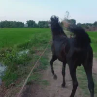 نریان مشکی