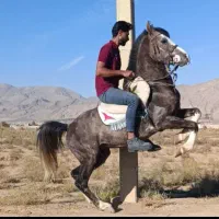 اسب|اسب و تجهیزات اسب‌سواری|شیراز, گویم|دیوار
