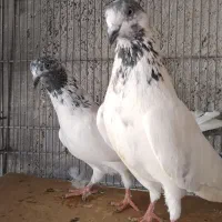 گلدن .پنتیس