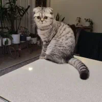 واگذاری گربه اسکاتیش