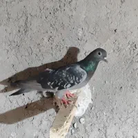 سبز بحرینی گرفتنی