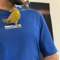 طوطی برزیلی رام