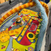 سرویس تخت کودک آپادانا و تخت کنار مادر،صندلی ماشین|تخت و سرویس خواب|شیراز, شهرک برف فروشان|دیوار