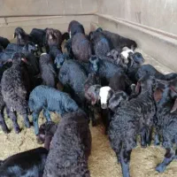 بره شیری اصیل