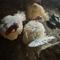 بوقلمون محلی