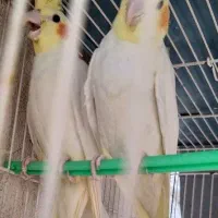 عروس هلندی نر