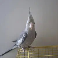 عروس هلندی|پرنده|فولادشهر, B5|دیوار