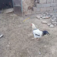 خروس برهما درشت وزیبا