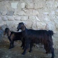 فروش سه راس بز و بزغاله