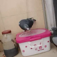 کبوتر شهرستانی طوقی وسرورو....|پرنده|بومهن, |دیوار