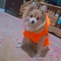 پامر روباهی|سگ|تهران, وردآورد|دیوار